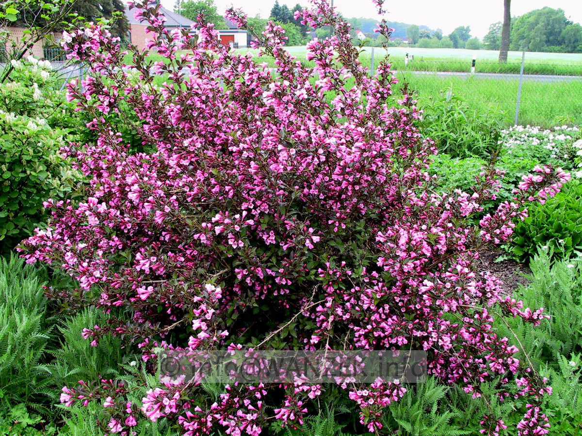 Weigela florida Victoria 02.JPG